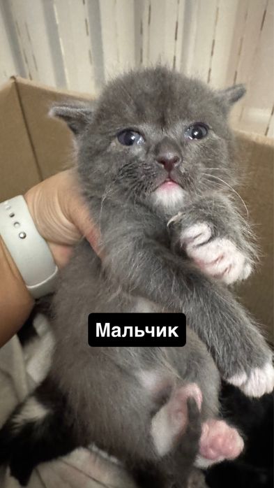 Маленькие котята