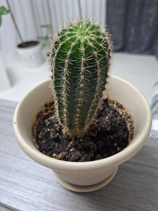 Кактус Ехинопсис