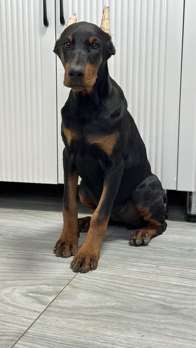 Доберман  девочка с документами