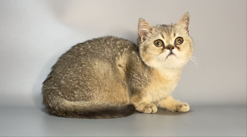 Продается золотой мальчик.