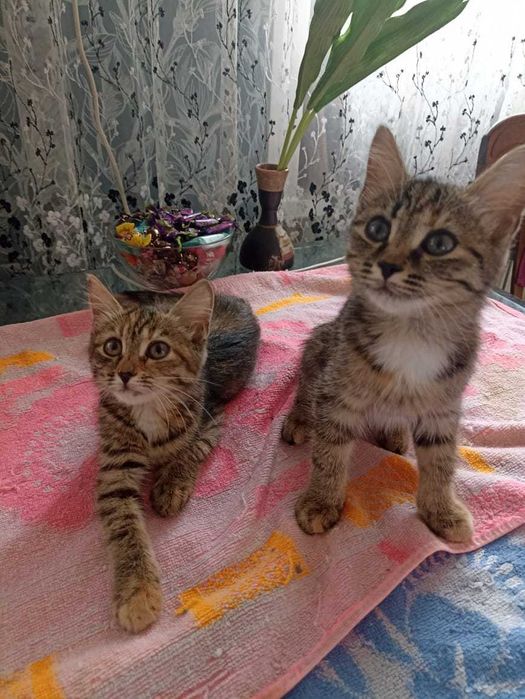 Котята ищут дом и любящих хозяев