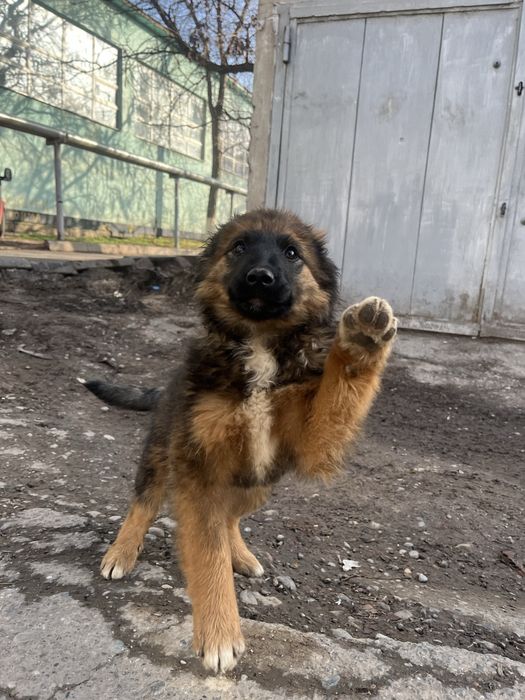 Милые и добрые щеночки