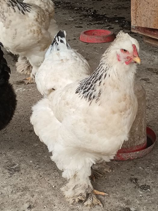 Vând  ouă găină și rată