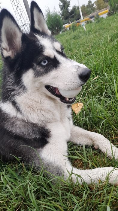 Продаётся собака Хаски