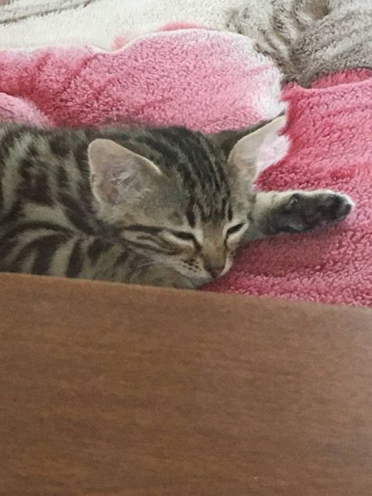 Begaliski toza zot sotiladi