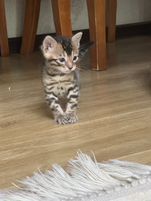Продам бенгальских котят