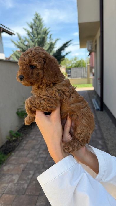 Poodle toy.