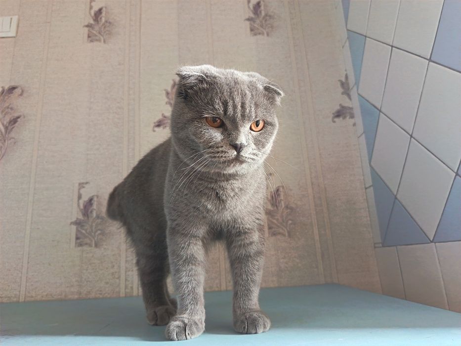 Skotish fold шотландский скоттиш фолд мальчик