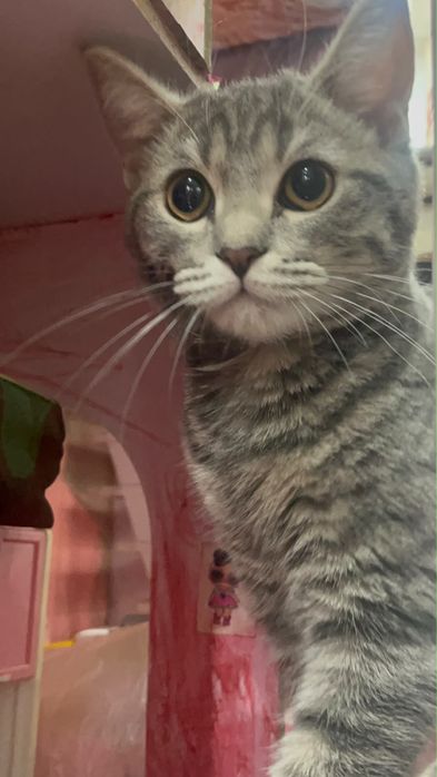 кот, короткошорстный британский