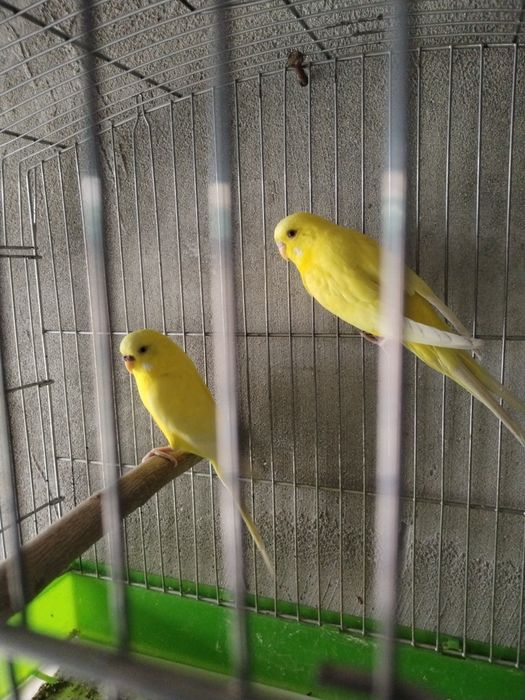 Тутилар сотилоди.