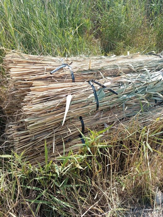 ломбозга камиш бор, буйи 4метр+… эни 10л баклашка, 500та бор