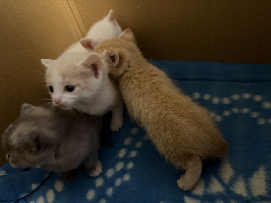 Отдам котят в добрые руки