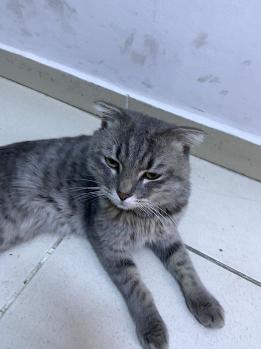 Щотланские мысық