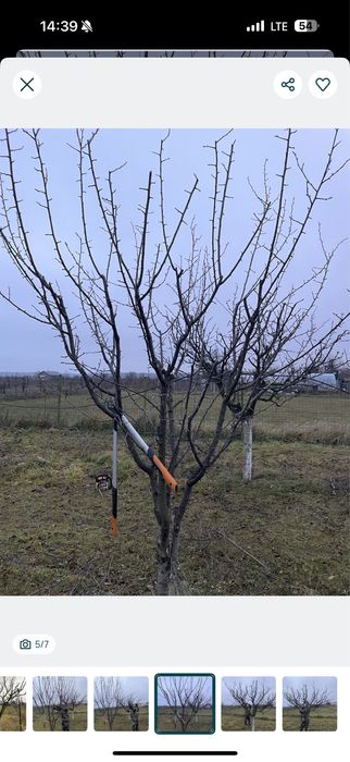 Taiere pomi fructiferi /cosmetizare