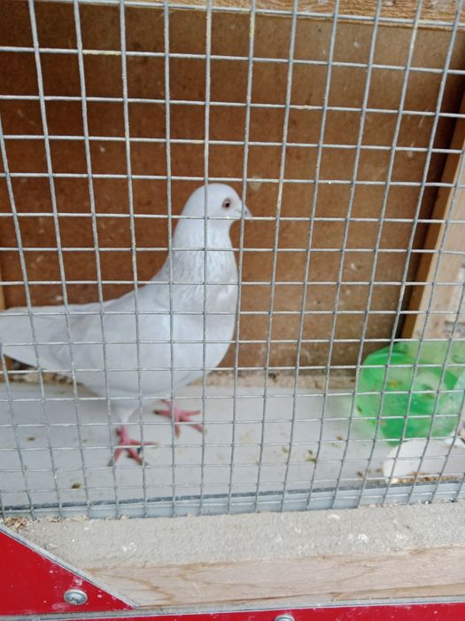 Продам голубя спортивного