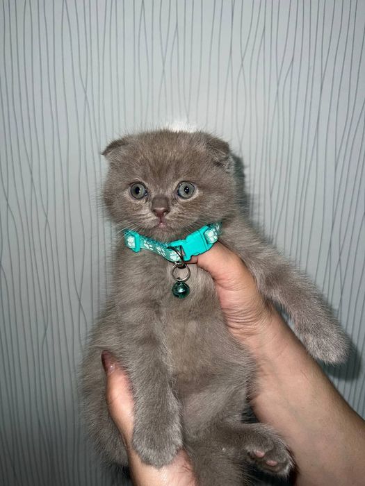 Продаются котята скоттиш фолд ,страйт