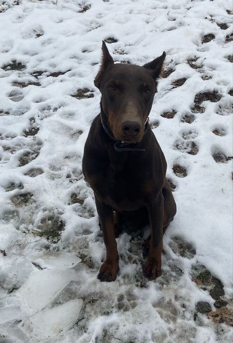 Щенок Добермана кобель