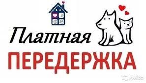 Домашняя передержка для ваших любимцев в Семее!