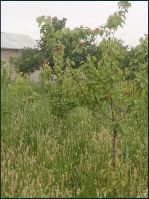 25 sotxlik (Bog' barpo etilgan) uy sotiladi.