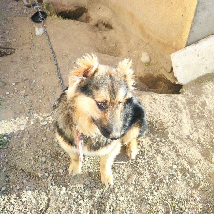 Отдам в добрые руки