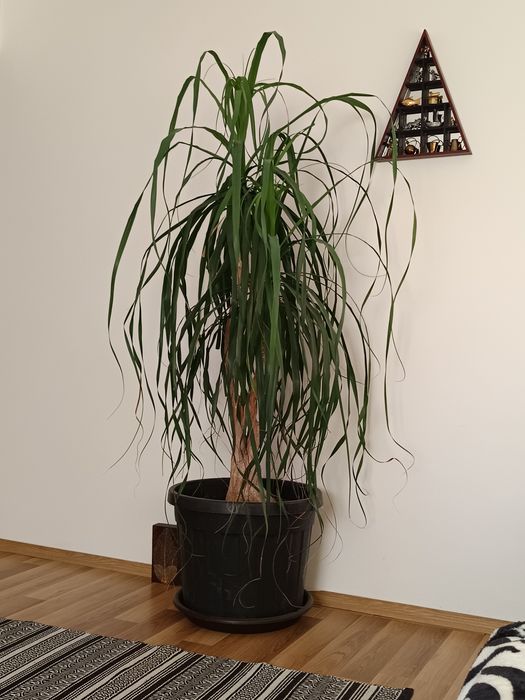 Plantă interior  180cm
