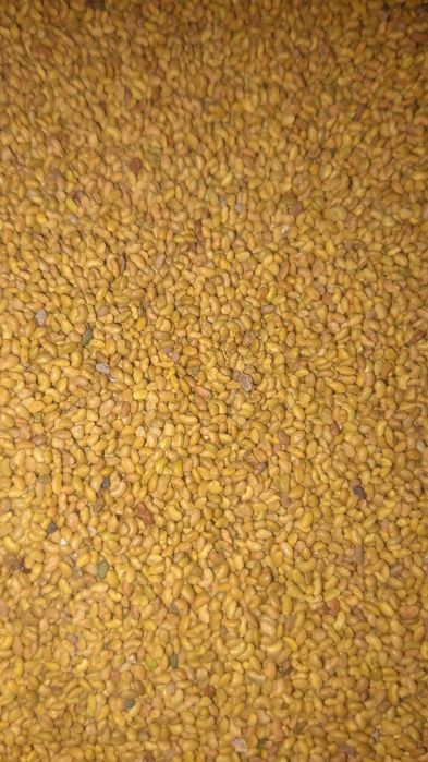 Магниттелген Семена люцерна жоңышқа тұқымы