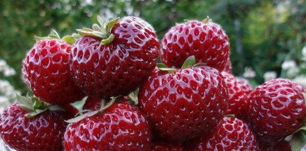 Саженцы клубники