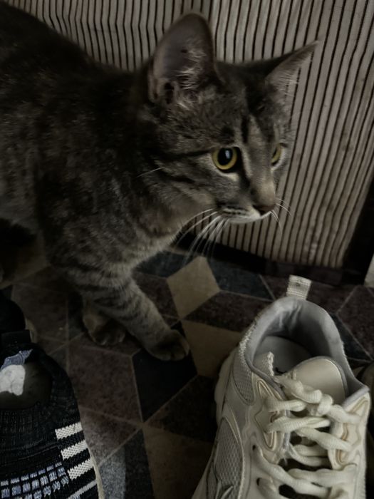 Отдам котят в добрые руки