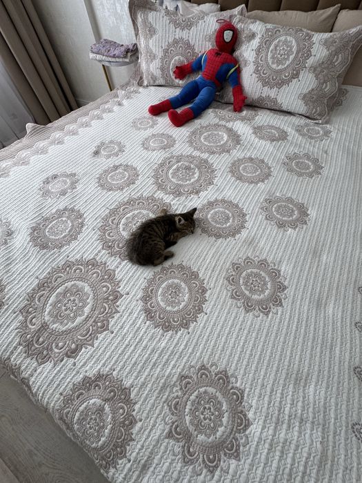 котенок девочка около месяца