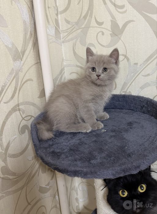 Продаются котята породистые мальчики 1,5 мемяца