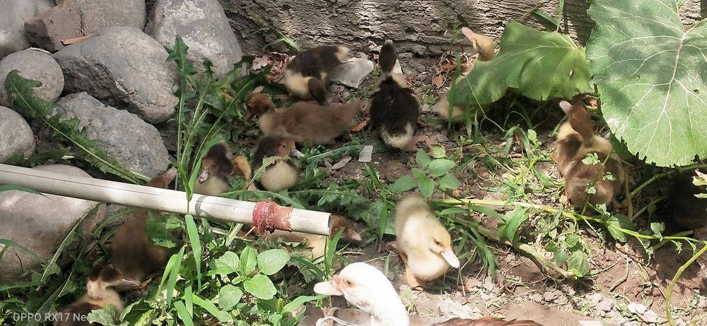 Срочно. Продам Индаутка