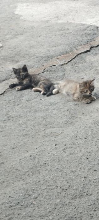 Отдам котят в хорошие руки