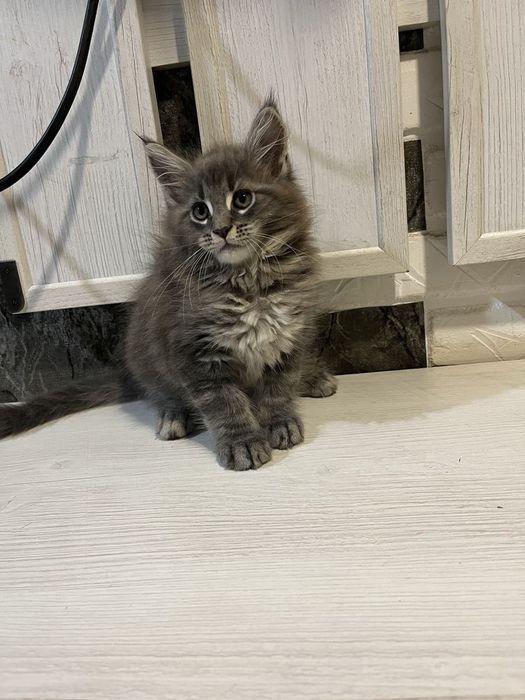 Maine Coon mascul disponibil  Pedigree WCF