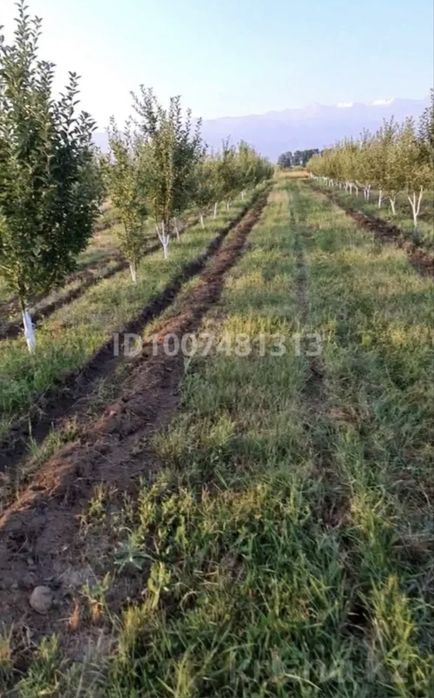 Продам сад яблоневый