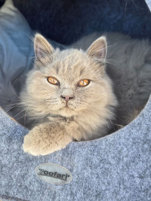 Британски котета
