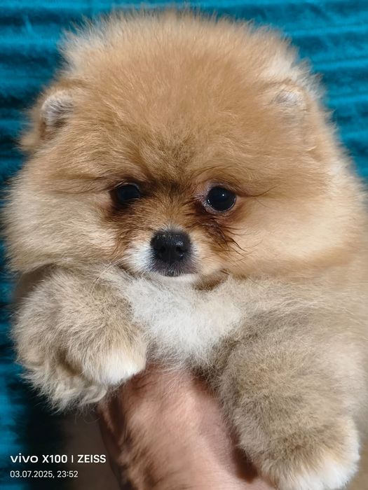 Очаровательные щенки шпица.