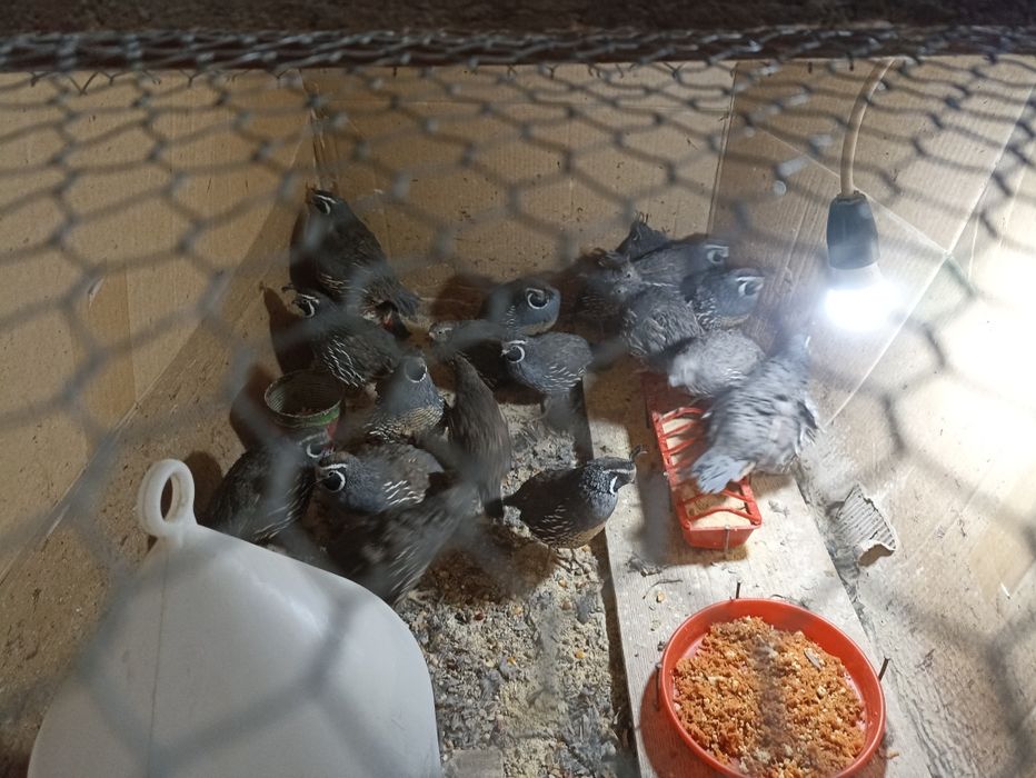 Vînd prepelițe  Californiene ,  pui din anul 2025 .