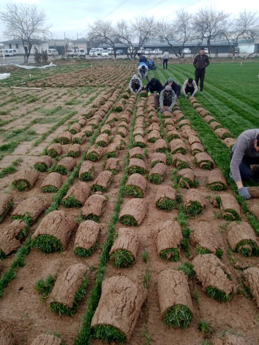 Gazon landshaft dizayn xizmati