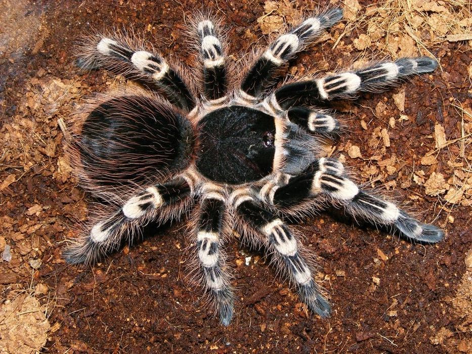 Acanthoscuria genicatula тарантул