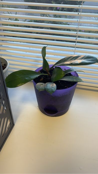 Цветы комнатные большие