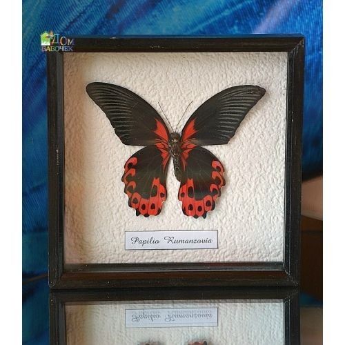 Бабочки в рамке !