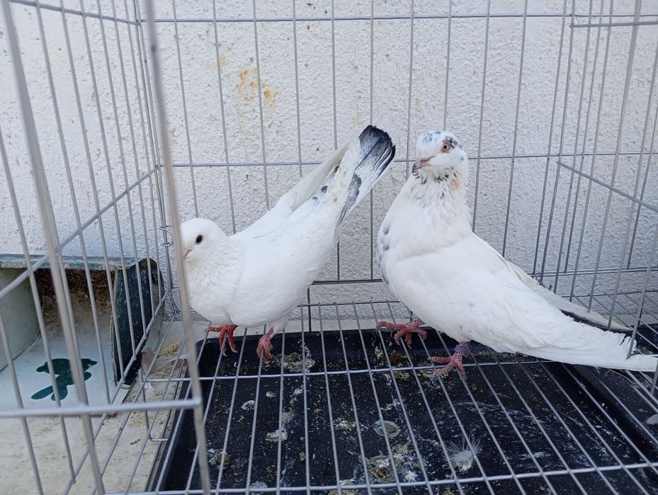 Продаются голуби