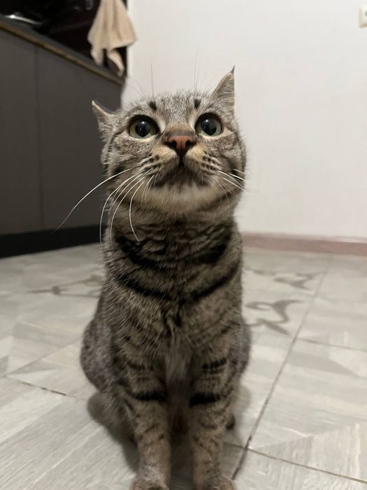 Отдам кошечку в добрые руки