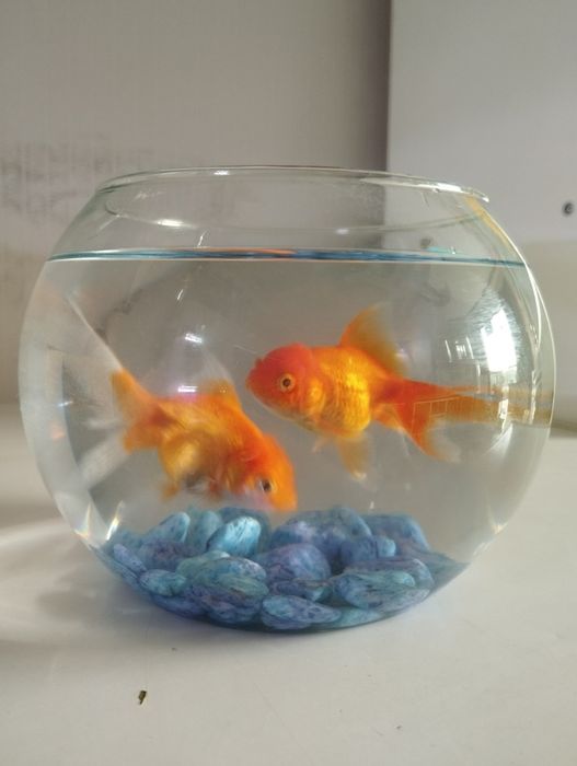 Timoloq akvarium sotiladi