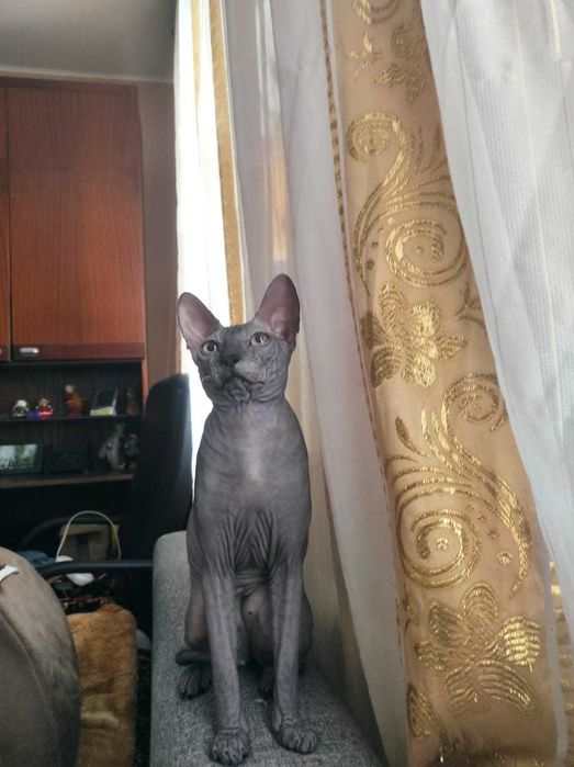 Вязка сфинкс котик донской