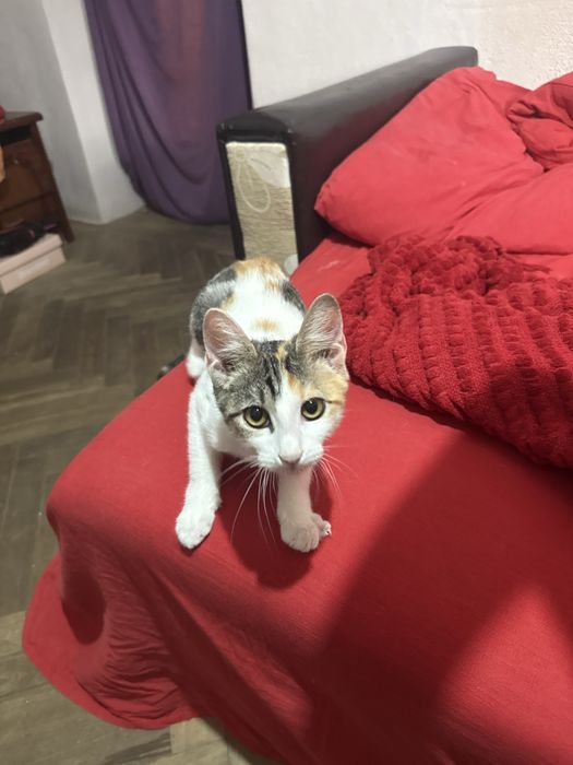 Dau pisica spre adoptie