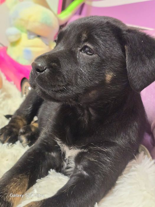 Девочка ищет дом