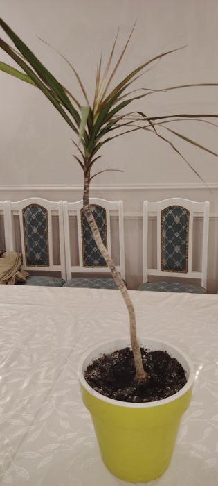 Цветок Дарацена сатылады