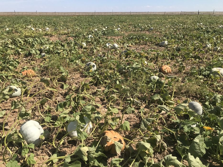 Продам тыква рамашка крошка