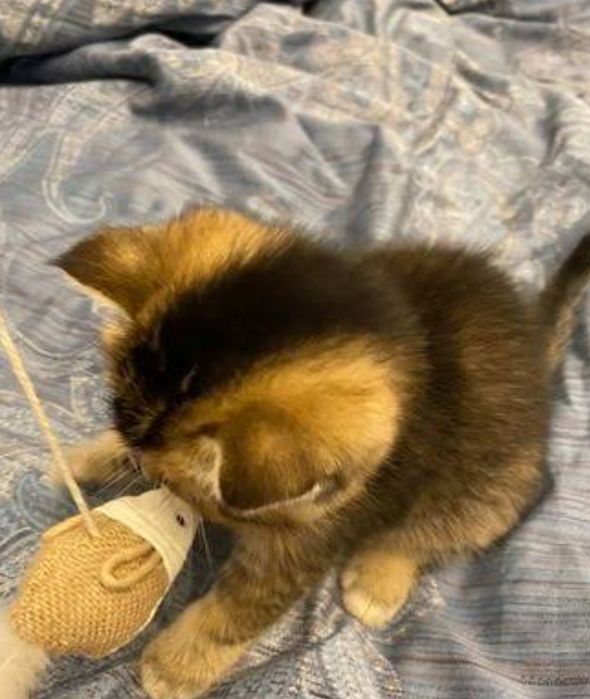 Котята Дикого окраса ny25